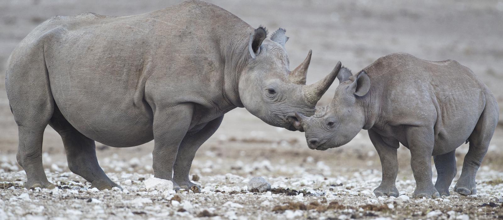 New Tracking Technology Will Help Fight Rhino Poaching in Namibia ...