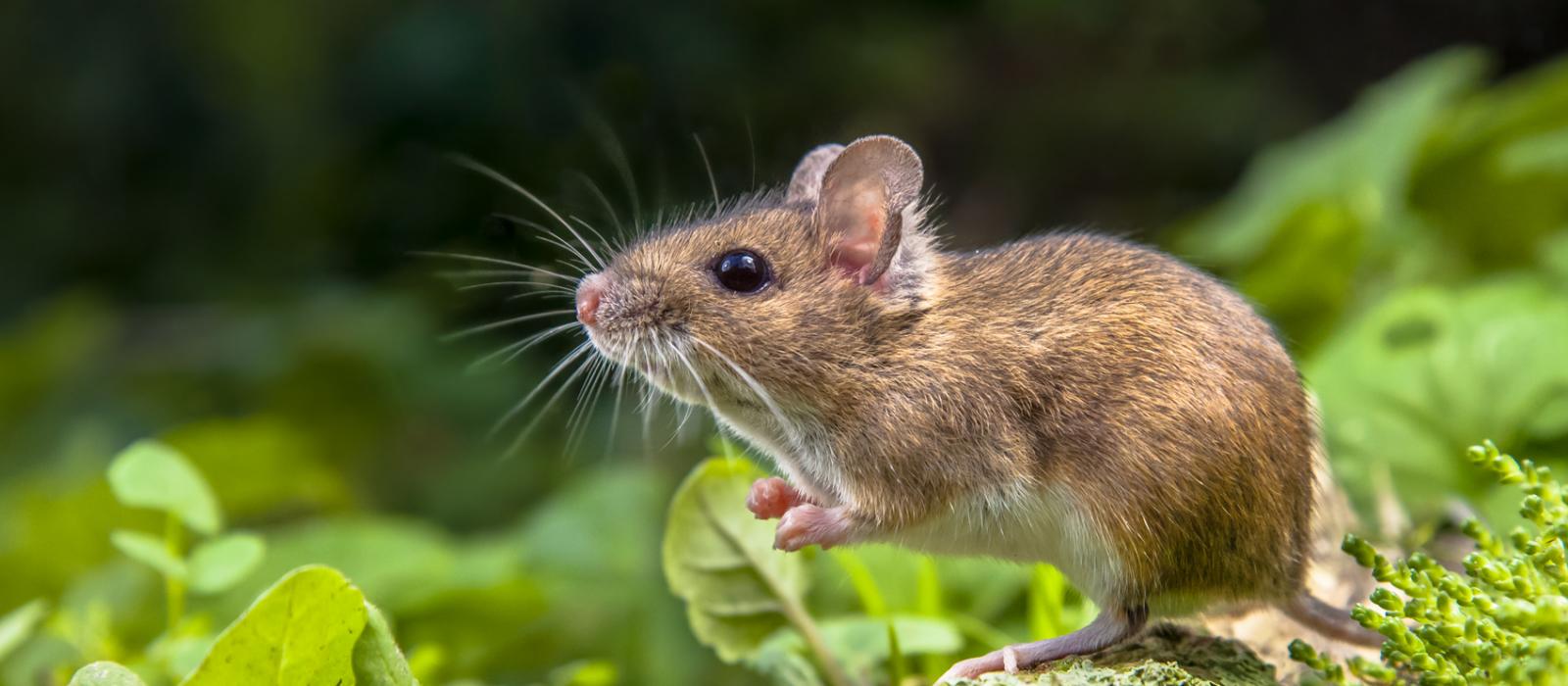brown mouse in field closeup