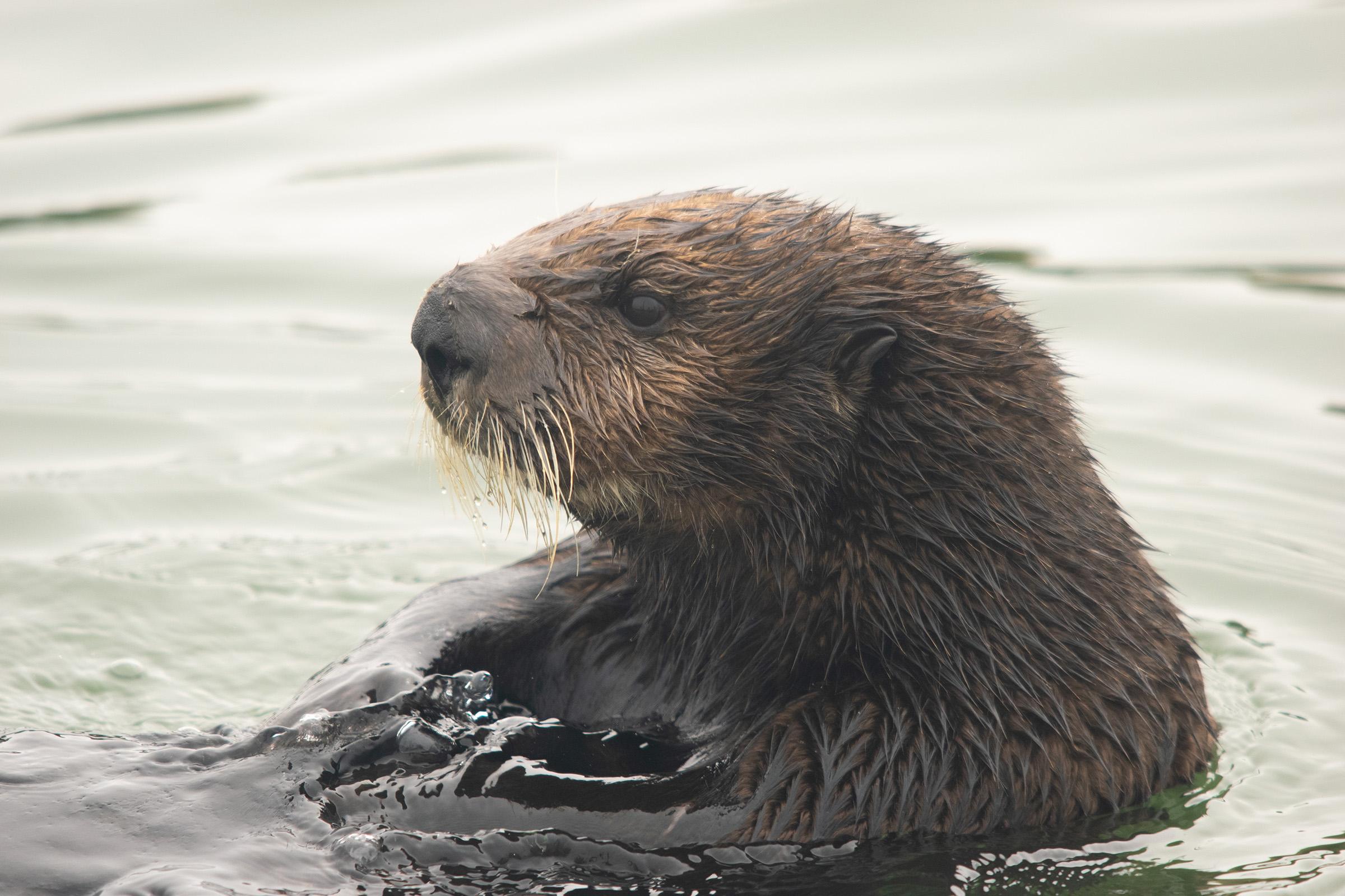 A sea otter is seen in the estuarine water of Elkhorn Slough, Monterey Bay, Calif., on Aug. 3, 2018.