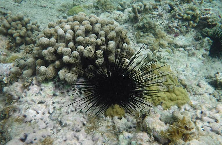 Healthy urchin next to coral