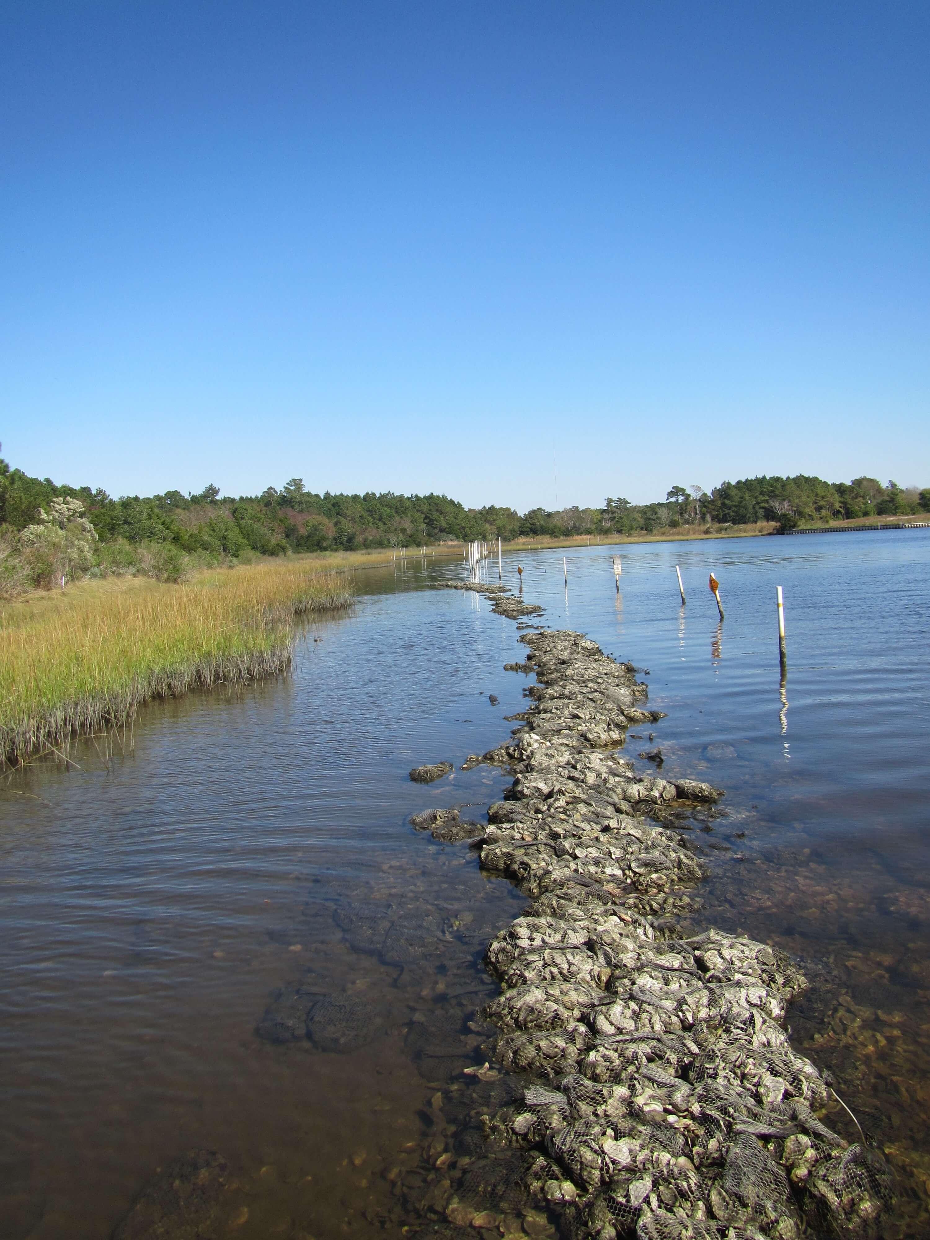 living shoreline restoration project