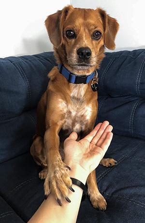 Simba the dog with Stapleton Lab research tools