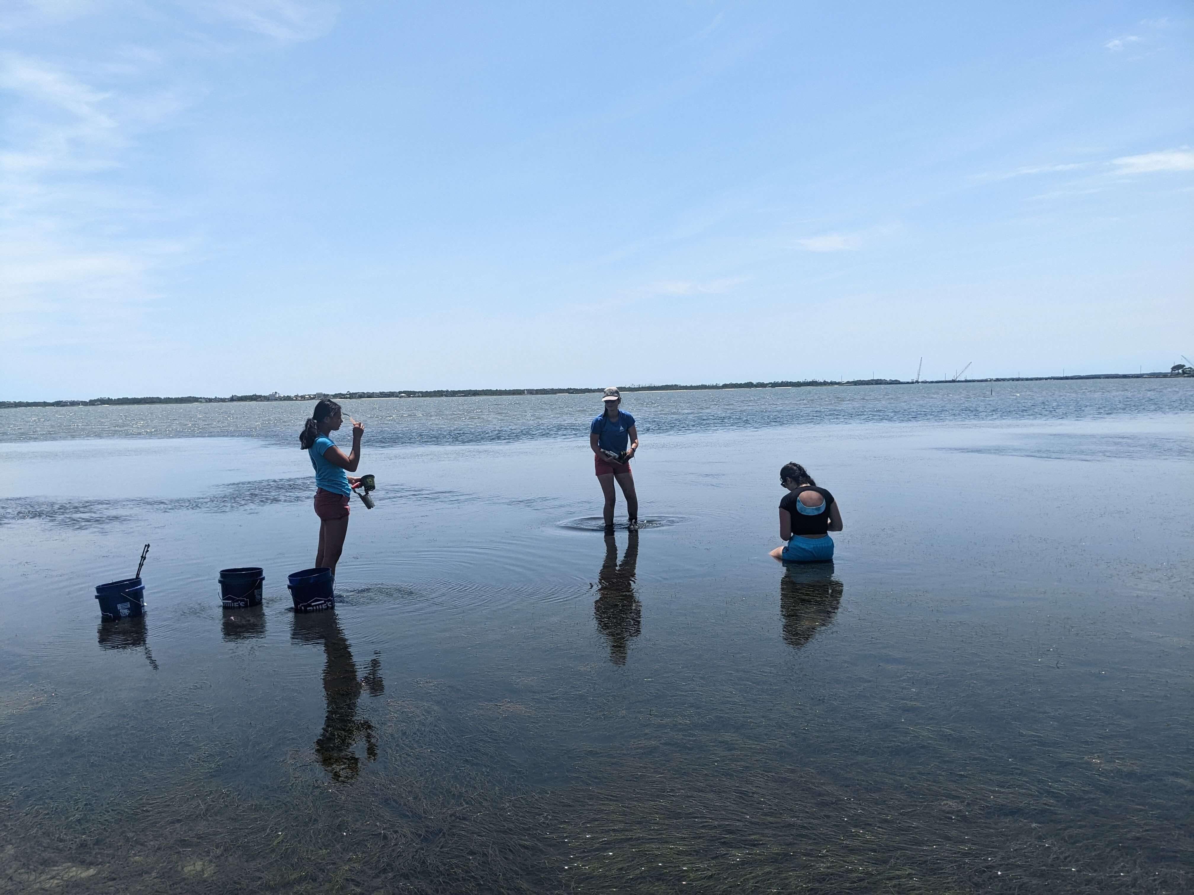 students at Duke Marine Lab collect seagrass plugs