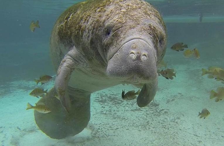 West Indian Manatee