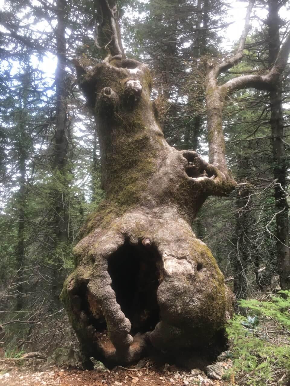 An aging tree