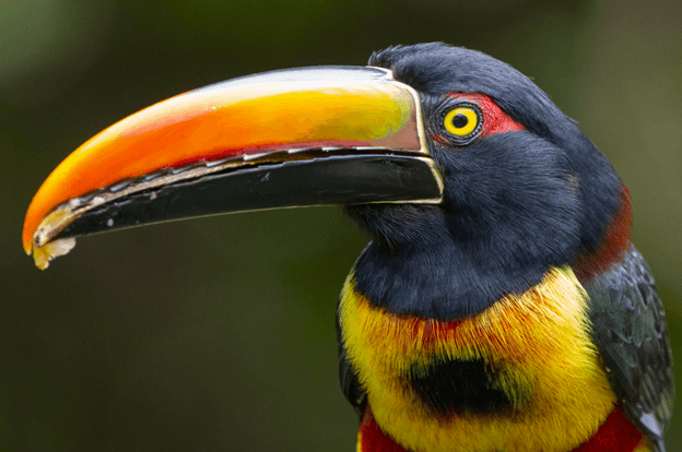 aracari with orange and yellow bill