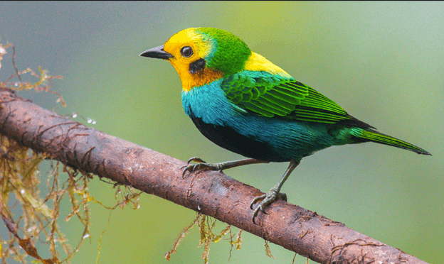 yellow blue and green tanager