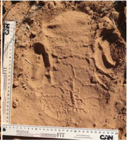 Black rhino footprint