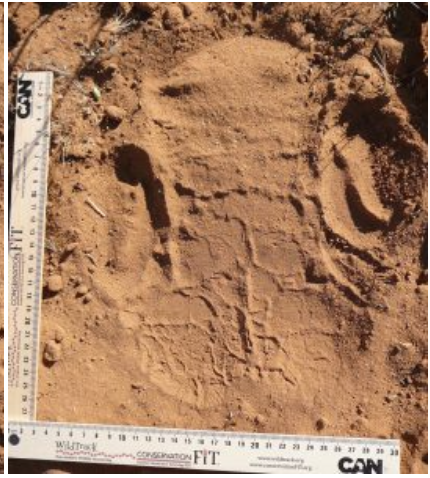 The footprint appears in reddish sand