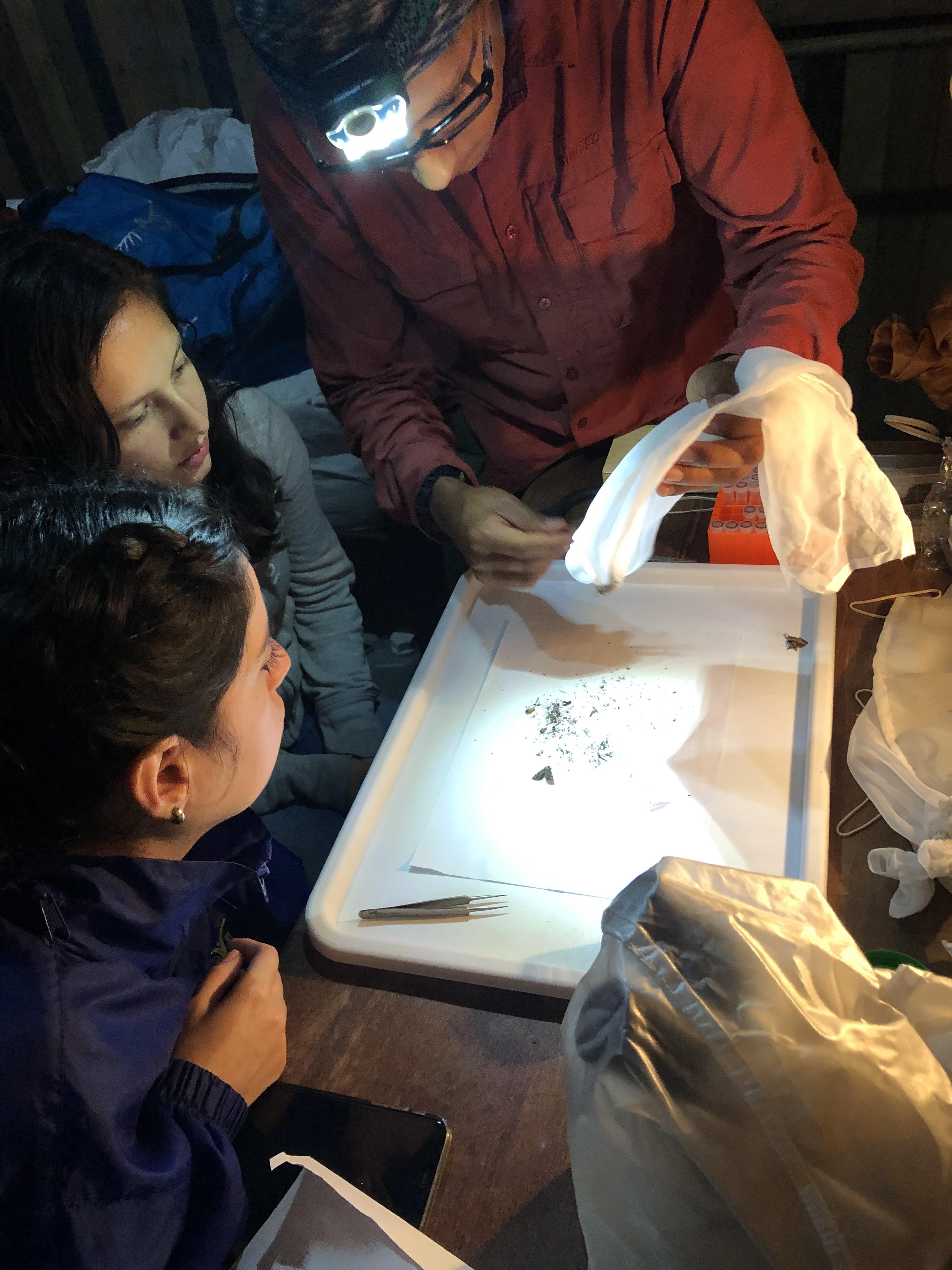  Duke students learn how to identify different species of mosquitos.