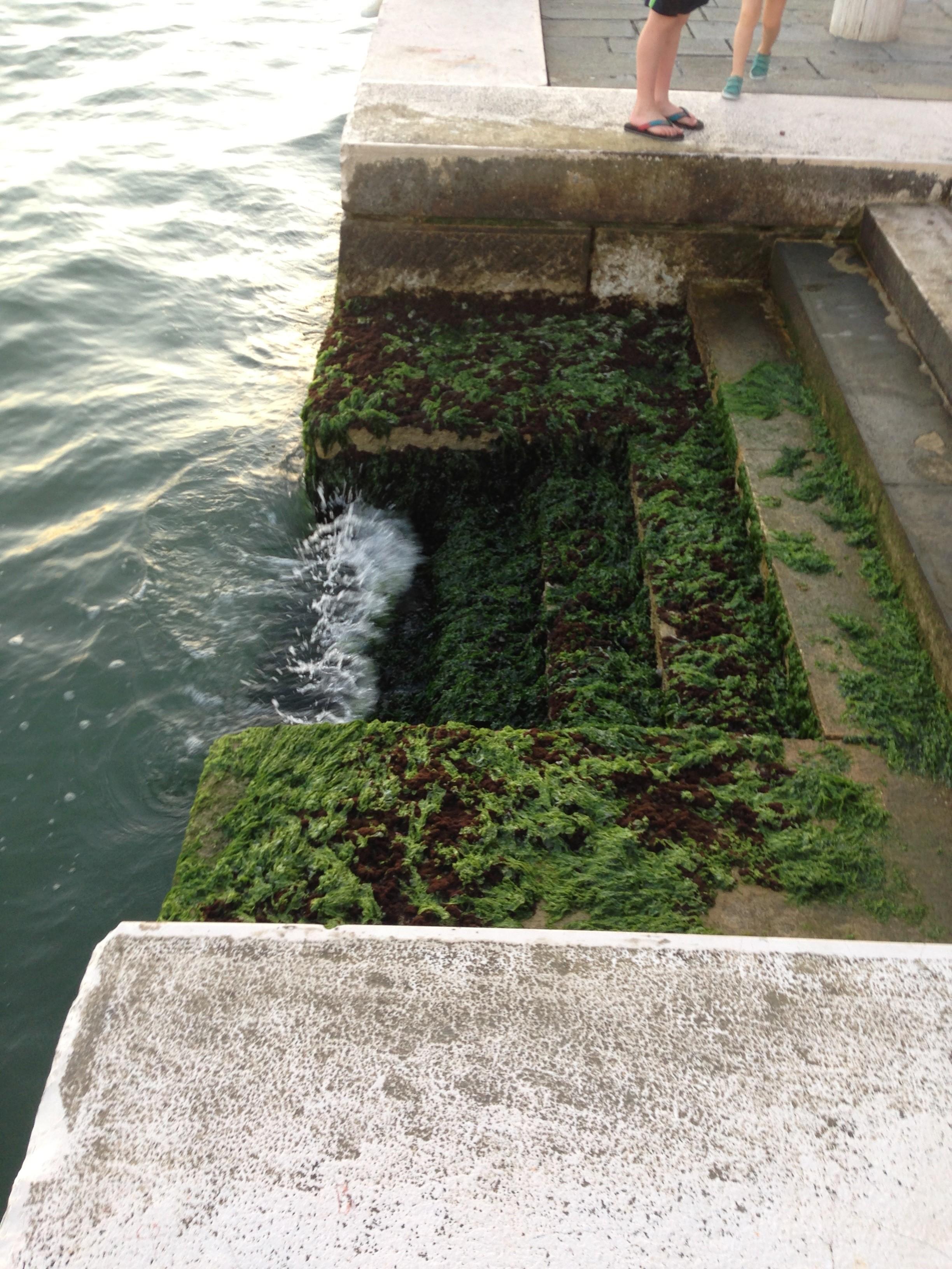 Moss covered steps in the sinking city of Venice.