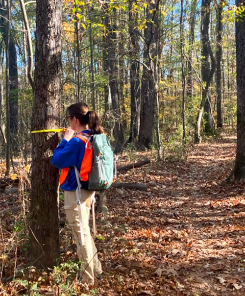 Victoria measuring a tree