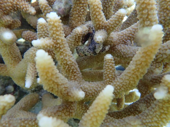 An image of the hoof-clawed reef crab amid coral branches.