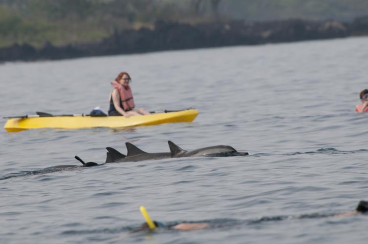 2023 Kayaking with Dolphins in Byron Bay Guided Tour