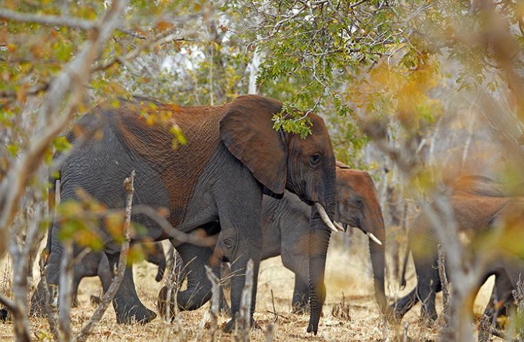 Elephants in Botswana