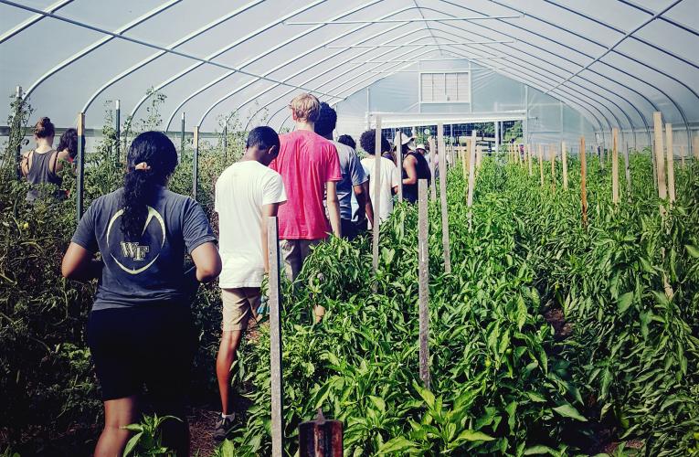 ESSP students in greenhouse