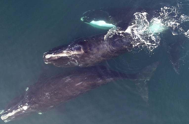 Three right whales observed from the air | Mark Cotter/HDR, NMFS permit #21482