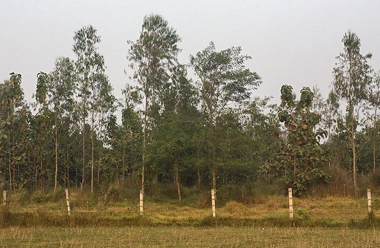 Community forestry project in Madhesh Province, Nepal
