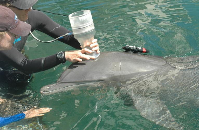 Researchers use a noninvasive movement tag and a device that measures oxygen consumption to assess how much energy a dolphin uses while swimming.