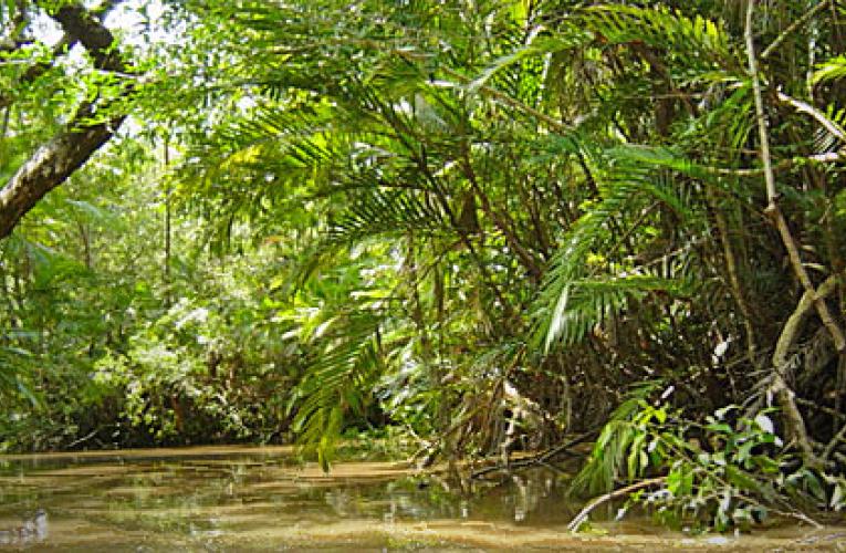 Risk Of Amazon Rainforest Dieback Higher Than Ipcc Projects 