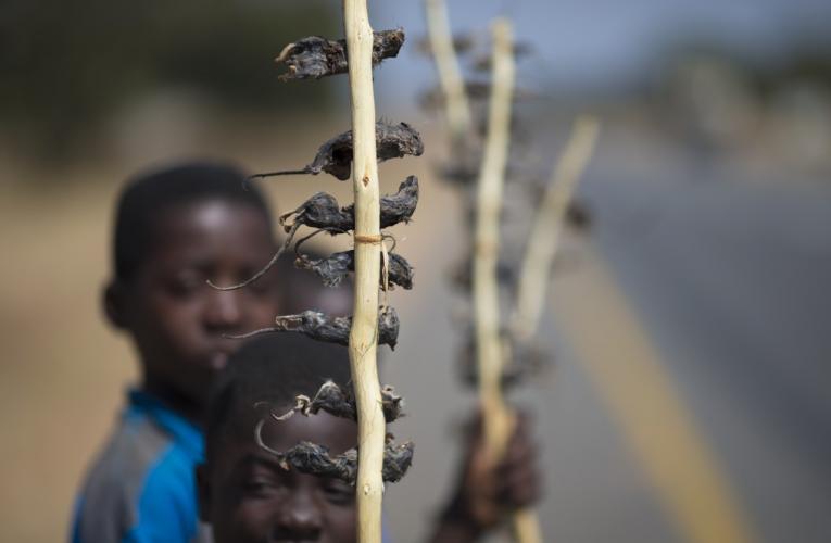 Boys sell bat meat