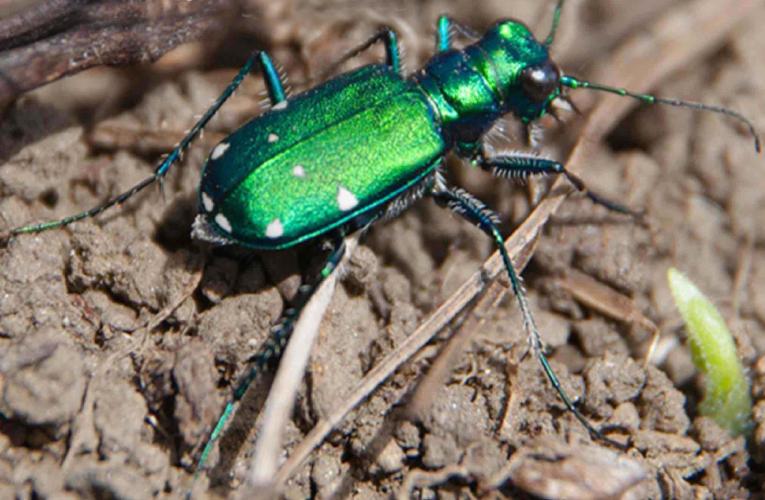 Beetle 