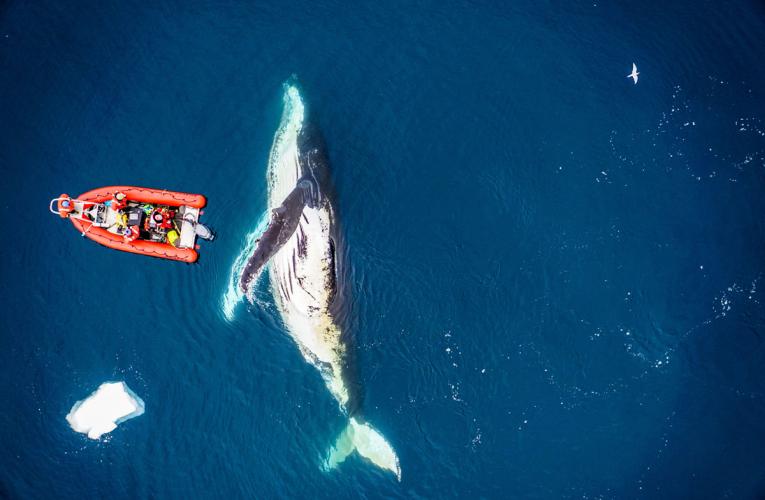 drone image of whale from Duke Marine Robotics and Remote Sensing Lab