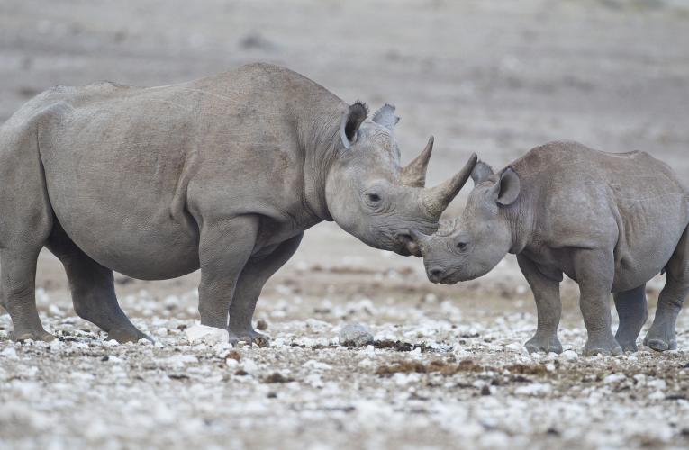 A mother black rhino and her calf