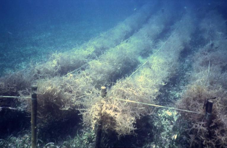 Ocean carbon removal