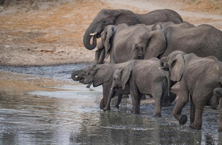 Elephants at water source