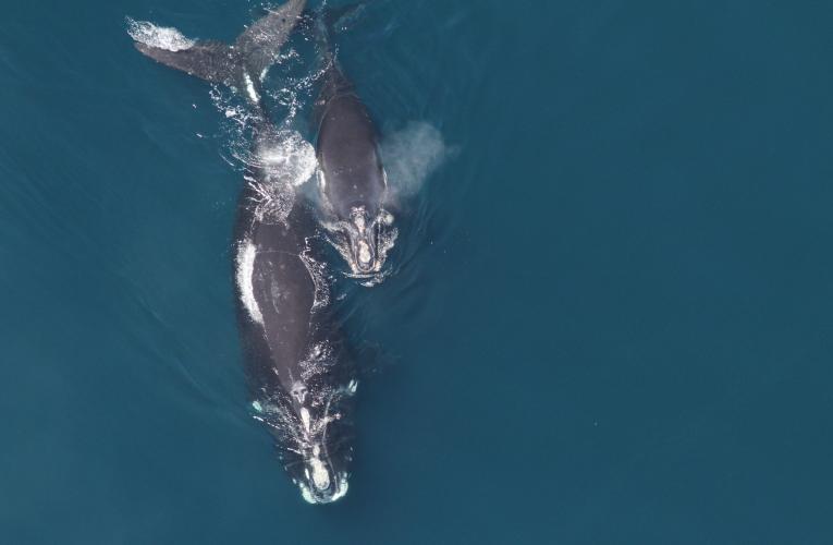 Aerial image of right whale mother and calf in ocean