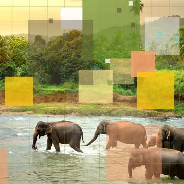 elephants walking in water with colorful blocks overlay