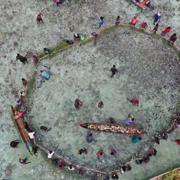 A community of fishers work together to harvest reef fish in the Solomon Islands