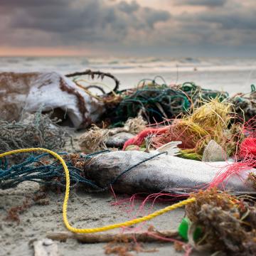 fish tangled in nets on shore
