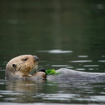 A sea otter in the estuarine water of Elkhorn Slough, Monterey 