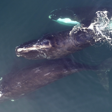 Three right whales observed from the air | Mark Cotter/HDR, NMFS permit #21482