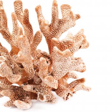 Taste, Not Appearance Drives Corals to Eat Plasitcs