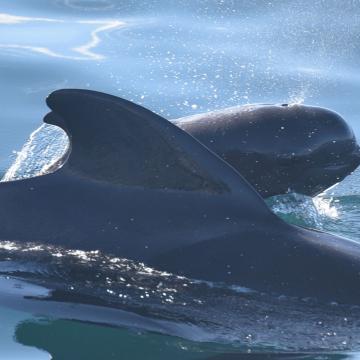 A pilot whale and calf surface for air