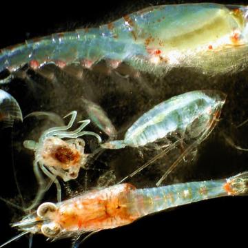 Zooplankton