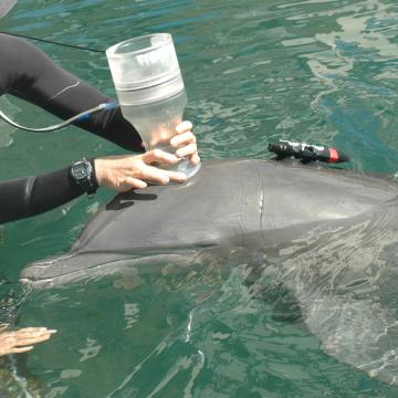 Researchers use a noninvasive movement tag and a device that measures oxygen consumption to assess how much energy a dolphin uses while swimming.