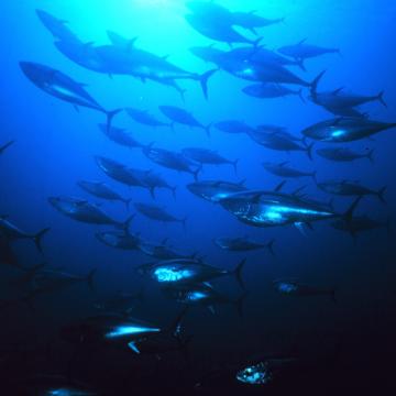 School of tuna under water