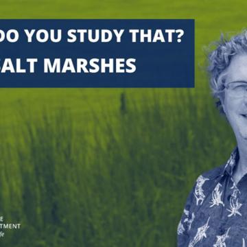 Why do you study that? Salt marshes. Brian Silliman