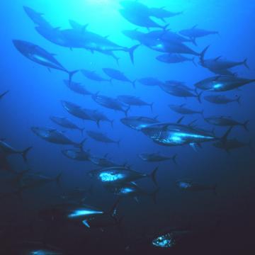 A school of tuna fish