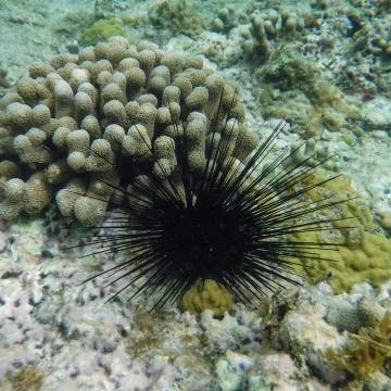 Healthy urchin next to coral