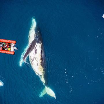 Whale swims past boat