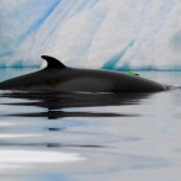 minke whale photo 2 