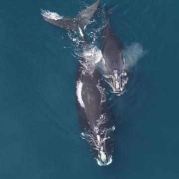 Aerial image of right whale mother and calf in ocean