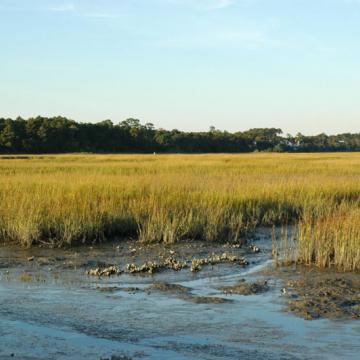 salt marsh 