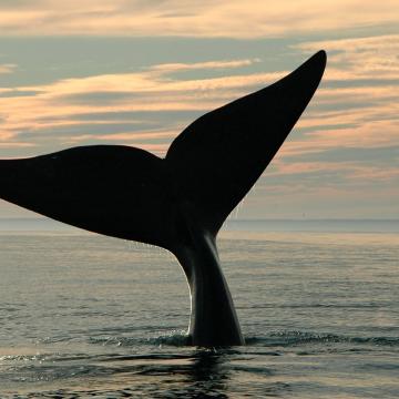 North Atlantic right whale