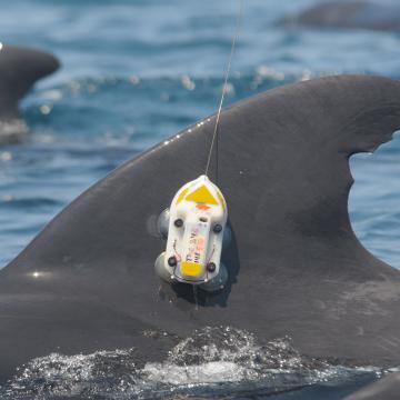 Pilot whale with tag